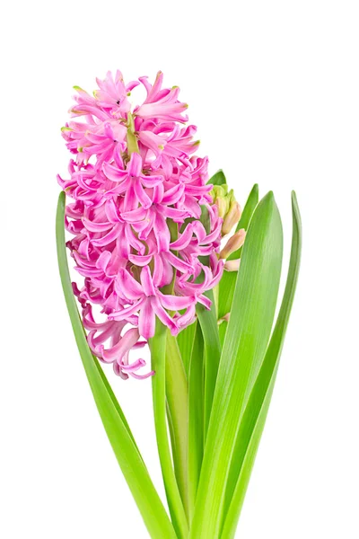 Spring pink hyacinth isolated over white background — Stock Photo, Image