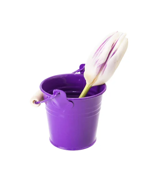 Krásný Сolorful kbelíky s Tulipán izolovaných na bílém Backgro — Stock fotografie