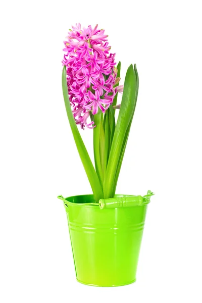 Spring pink hyacinth isolated over white background — Stock Photo, Image