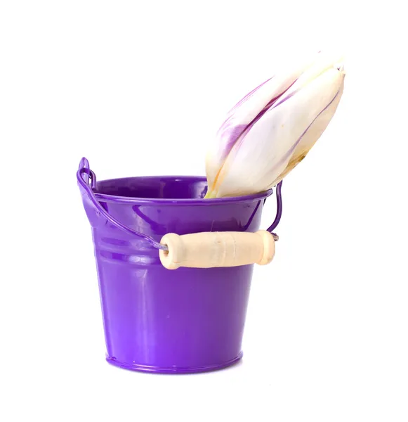 Bucket and a Tulip — Stock Photo, Image