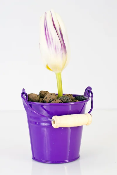 Bucket and a Tulip — Stock Photo, Image