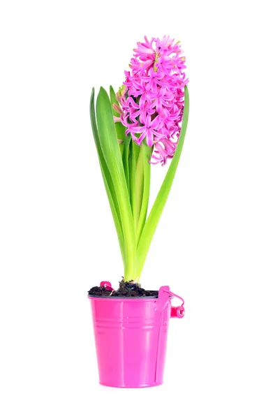 Spring Pink Hyacinth Isolated over White Background — Stock Photo, Image