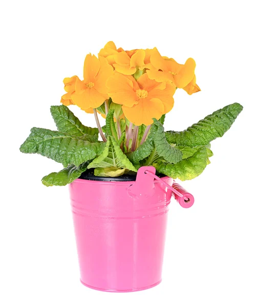 Gelbe Primel fruticosa Blütenpflanze isoliert auf weißem Hintergrund — Stockfoto