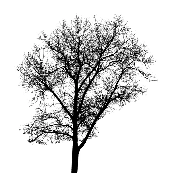Ağaç siluet — Stok Vektör