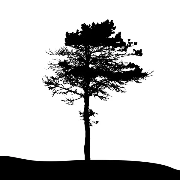 Pine Tree Silhouette — Stock Vector