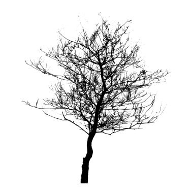 Beyaz backgorund izole ağaç siluet. vecrtor illustrati