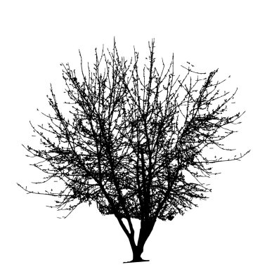 Beyaz backgorund izole ağaç siluet. vecrtor illustrati