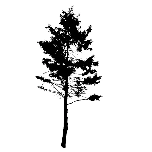 Silueta de Árbol Aislada en Backgorund Blanco. Vecrtor Illustrati — Vector de stock