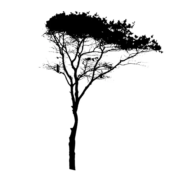 Silueta de Árbol Aislada en Backgorund Blanco. Vecrtor Illustrati — Vector de stock