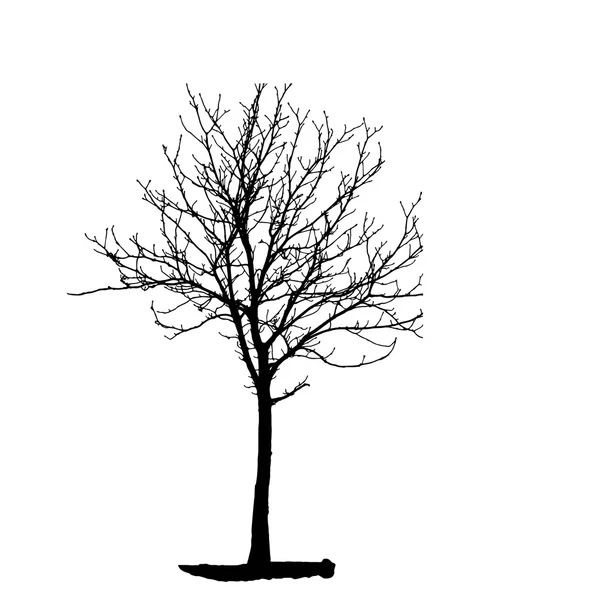 Silueta de Árbol Aislada en Backgorund Blanco. Vecrtor Illustrati — Vector de stock