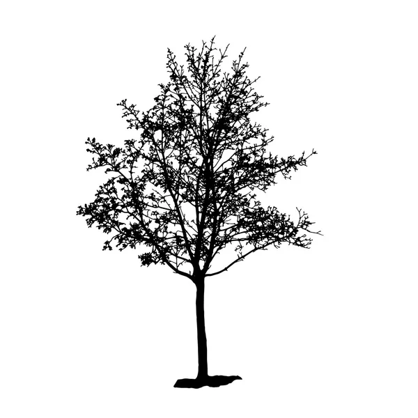 Siluet Pohon Terisolasi di White Backgorund. Vecrtor Illustrati - Stok Vektor