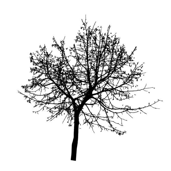 Silueta de Árbol Aislada en Backgorund Blanco. Vecrtor Illustrati — Vector de stock