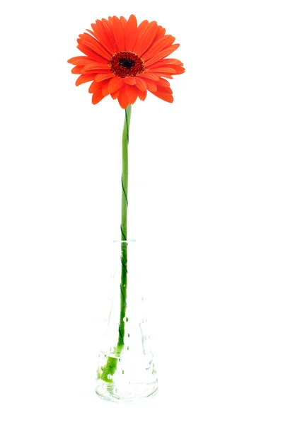 Gerbera Flower Isolated on White Background — Stock Photo, Image