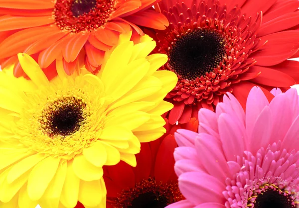 Gerbera kwiat tło — Zdjęcie stockowe