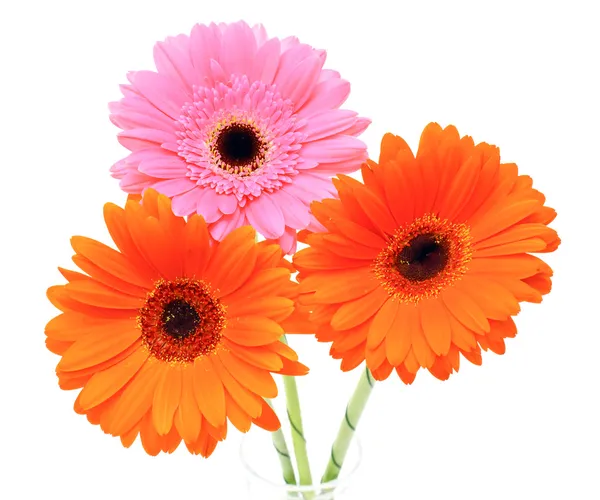 Gerbera-blomst isolert på hvit bakgrunn – stockfoto