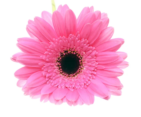 흰 배경에 고립되어 있는게 베라 꽃 — 스톡 사진