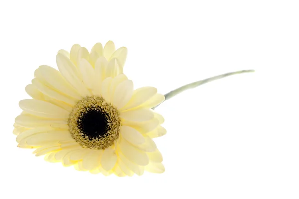 Gerbera fleur isolée sur fond blanc — Photo