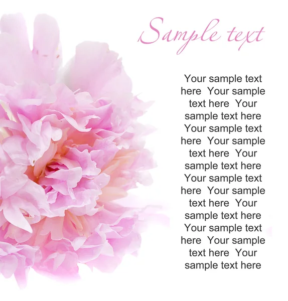 Peônia flor isolada em branco com amostra de texto — Fotografia de Stock