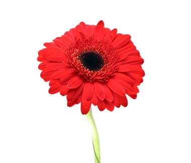 Gerbera çiçeği beyaz arkaplanda izole edilmiş