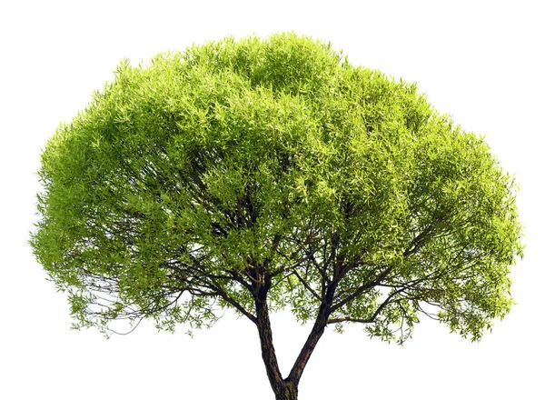 Beyaz arkaplanda izole edilmiş yeşil ağaç — Stok fotoğraf