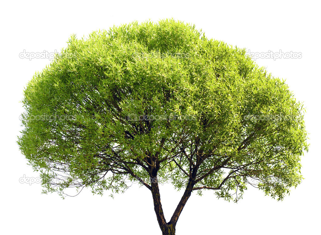Green Tree Isolated on White Background