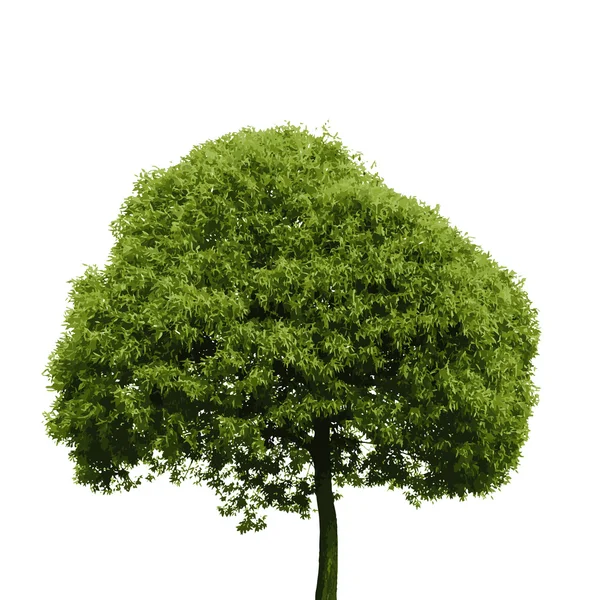 Árbol realista — Vector de stock