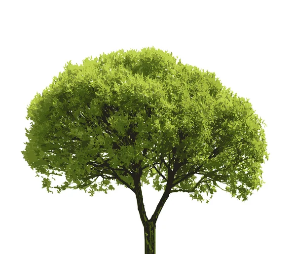 Realistic Tree — Stock Vector