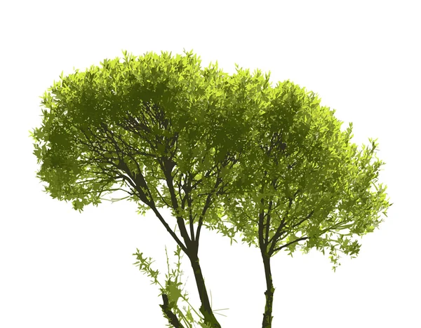 Realistyczne drzewo — Wektor stockowy