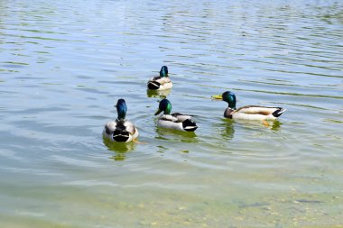 ördekler gölde yüzmek