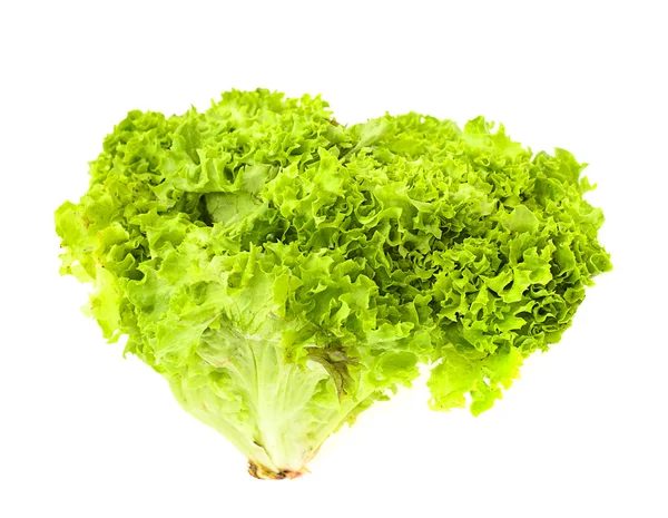 Lechuga aislada sobre fondo blanco — Foto de Stock