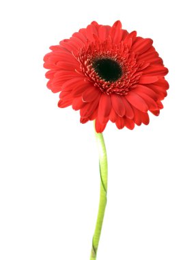 Gerbera çiçeği beyaz arkaplanda izole edilmiş