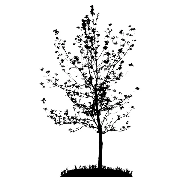 Silueta de árbol — Vector de stock