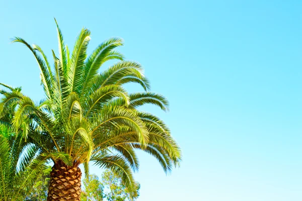 Palm Against Sky Stock Image