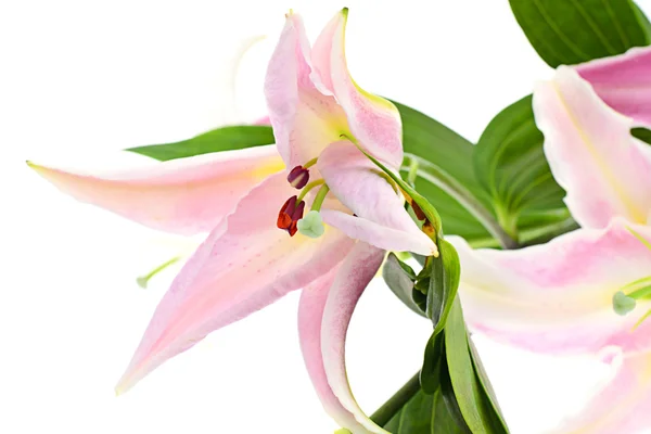 Pink Lily Isolated on White Background — Stock Photo, Image