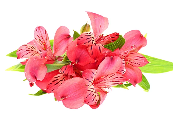 The branch of freesia with flowers, leaves — Stock Photo, Image