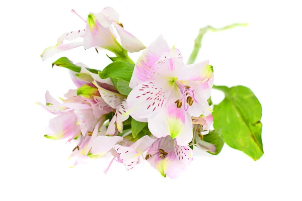 The branch of freesia with flowers, buds — Stock Photo, Image