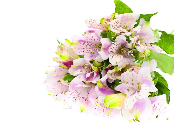 O ramo da freesia com flores, botões — Fotografia de Stock