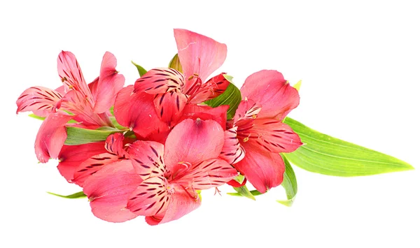 The branch of freesia with flowers, leaves — Stock Photo, Image