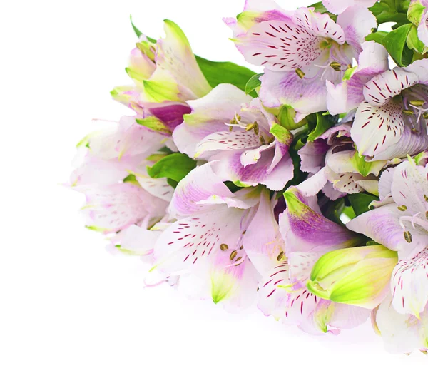 O ramo da freesia com flores, botões — Fotografia de Stock