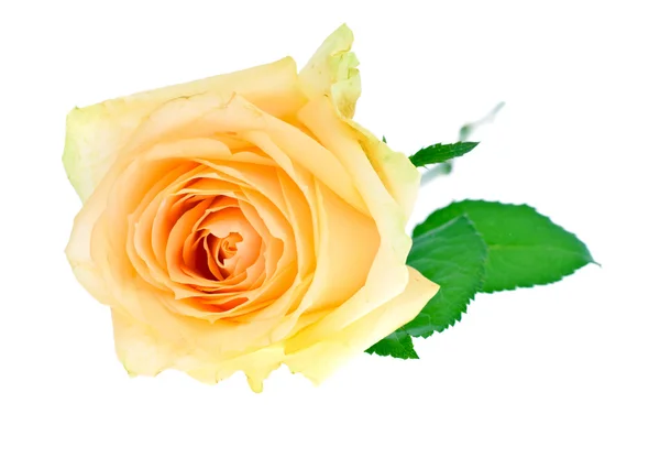 Rosa isolata su sfondo bianco — Foto Stock