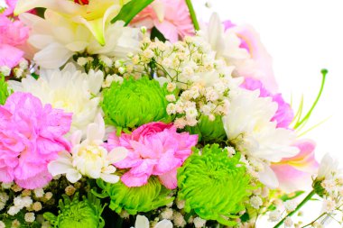 Pembe zambak beyaz arka planda izole edilmiş