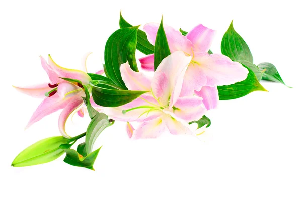 Pink Lily Isolated on White Background — Stock Photo, Image