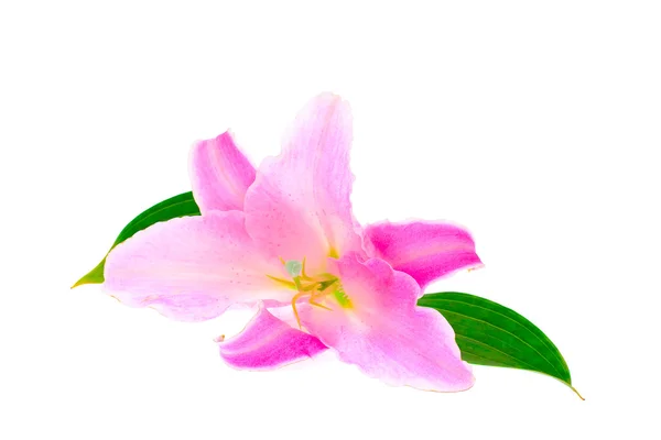 Pink Lily Isolated on White Background — Stock Photo, Image