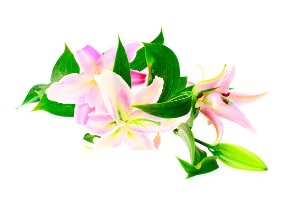 Rosa lilja isolerad på vit bakgrund — Stockfoto