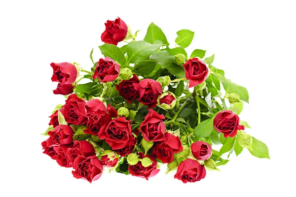 Roses Isolated on White Background — Stock Photo, Image