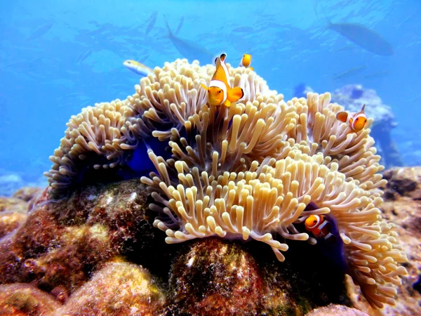 Family Clown Anemonefish at Similan,Thailand — Stock Photo, Image