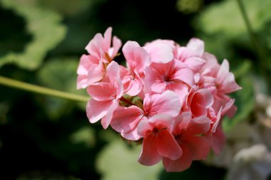 bahar çiçekleri pembe yeşil arka plana sahip