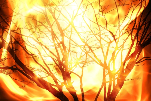 Oheň hořící strom — Stock fotografie