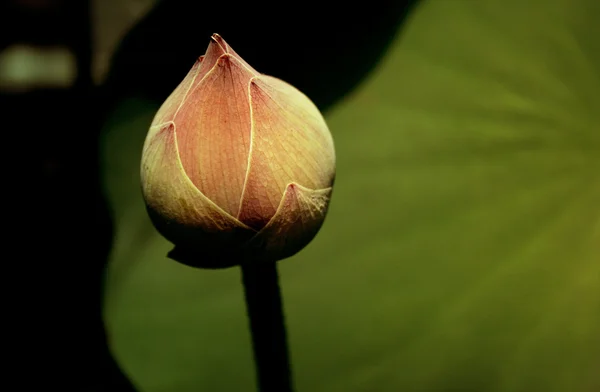 Lotus Tomurcuk çiçek, Budizm, Tayland bir sembolüdür
