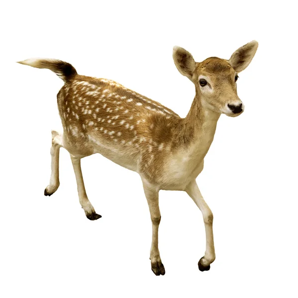 Female sika deer isolated — Stock Photo, Image